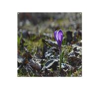 autumn flower bloom in nature Designer Splash Back Benjamin Tate Design Natural One Size
