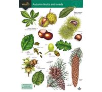 Autumn fruits and seeds