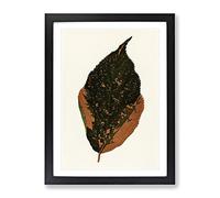 Autumn Leaf By Benjamin Fawcett Vintage Framed Print | A4 Black Framed Wall Art | Ready to Hang | Classic Floral Picture | Living Room Bedroom Lounge Office