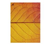 Autumn Leaf Close-Up Jigsaw Puzzle for Adults, 500 PCS | A focused indoor hobby: a simple way to organise the image during indoor leisure.