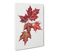 Autumn Leaves Vol.2 By Mary Vaux Walcott Canvas Print | Gallery Wrapped 30mm Frame Wall Art | 24x16 inches | Ready to Hang | Retro Floral Picture | Living Room Bedroom Lounge Office