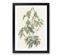Autumnal Warbler by John James Audubon Framed Print | A2 Black Framed Wall Art | Ready to Hang | Modern Nature Picture | Living Room Bedroom Lounge Office
