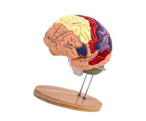 AUYXSSZ Human Brain Study Model Featuring Enlarged Size And Color Coded Areas Classroom Learning And Scientific Understanding Classroom Study Display Model