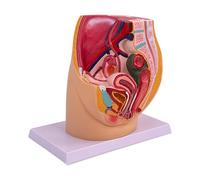 AUYXSSZ Pelvis Organ Model With Muscular Practicality High Simulation Clear Details Teaching Human Anatomy Effectively High Simulation PVC Detailed Lightweight Learners