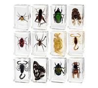 AUYXSSZ Resin Animal Sample Collection Teacher Education Inspiring Learning Experience Encouraging Curiosity About Nature Resin Animal Sample Teacher Education Collection