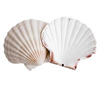 Avalon Cosmetic Packaging Scallop Shells (6 x Large 10-13cm sized Scallop Shell)