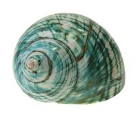Avalon LARGE NATURAL SEA SHELLS, Ocean Conch Spiral Sea Snail, Collectable Seashells, Decorative Shell, White Shell, Perfect for Weddings, Home Decor, Hermit Crab Home, Aquarium (TURBO BORGESE 8-10cm)