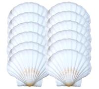 Avalon SCALLOP SHELLS - Cleaned and Washed - British White Scallop Shells - Quality Clam Shells for Appetizer Serving Dishes, Parties, Buffets, Crafts, Decorations etc (12, 12-13cm)