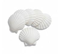 Avalon SCALLOP SHELLS - Cleaned and Washed - British White Scallop Shells - Quality Clam Shells for Appetizer Serving Dishes, Parties, Buffets, Crafts, Decorations etc (6, 10-12cm)