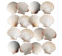 Avalon SCALLOP SHELLS - Cleaned and Washed - British White Scallop Shells - Quality Clam Shells for Appetizer Serving Dishes, Parties, Buffets, Crafts, Decorations etc (16, 10-12cm)