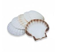 Avalon SCALLOP SHELLS - Cleaned and Washed - British White Scallop Shells - Quality Clam Shells for Appetizer Serving Dishes, Parties, Buffets, Crafts, Decorations etc (6, 12-13cm)