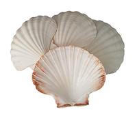 Avalon SCALLOP SHELLS - Cleaned and Washed - British White Scallop Shells - Quality Clam Shells for Appetizer Serving Dishes, Parties, Buffets, Crafts, Decorations etc (4, 12-13cm)