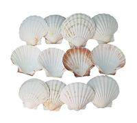 Avalon SCALLOP SHELLS - Cleaned and Washed - British White Scallop Shells - Quality Clam Shells for Appetizer Serving Dishes, Parties, Buffets, Crafts, Decorations etc (12, 8-10cm)