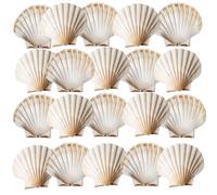 Avalon SCALLOP SHELLS - Cleaned and Washed - British White Scallop Shells - Quality Clam Shells for Appetizer Serving Dishes, Parties, Buffets, Crafts, Decorations etc (20, 10-12cm)