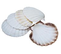 Avalon SCALLOP SHELLS - Cleaned and Washed - British White Scallop Shells - Quality Clam Shells for Appetizer Serving Dishes, Parties, Buffets, Crafts, Decorations etc (10, 8-10cm)
