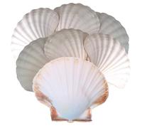 Avalon Scallop Shells - Cleaned, British White - Quality for Appetizer serving, Parties, Crafts, etc (10-13cm)