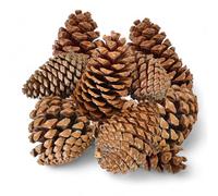 AvalonSomerset Pack of 10 x Jumbo Maritima Pine Cones 12-14cm (4.7-5.5in) - Natural Large Pinecones for Crafts, Rustic Wedding Decor, Christmas Centrepieces, Eco-Friendly Decoration Supplies