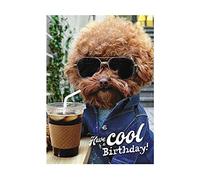 Avanti Humorous Male/Female Birthday Card From the Range - Dog Wearing Sunglasses, Coffee, Shades, Chill - Greeting Card For Him/For Her (GBCC-AVEDH0017)