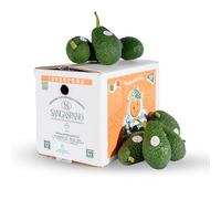 Avocado, 4 kg - 100% Sicilian - Natural - from the tree to your home in a few hours - maximum freshness