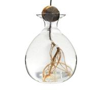 Avocado Vase - Glass Plant Vase, Avocado Growing Vase | Avocado Tree Growing Kit Elegant Vase Planter Hydroponic Vase, Clear Design Glass Heat Resistant Vase Planter for Indoor Outdoor