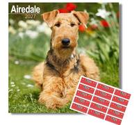 Avonside Airedale Terrier 2027 Calendar with Organisational Stickers, 16 Month Square Wall Calendar (Sept 2026 - Dec 2027), UK Planner for Dog Lovers, Home or Office, 11.6 x 11.6 in