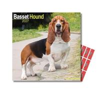 Avonside Basset Hound 2027 Square Calendar with Organisational Stickers | 16 Month Square Wall Calendar, Month to View Layout, Marked UK Holidays, High Quality Images, Home or Office Planner, 12x12in