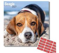 Avonside Beagle 2026-2027 Calendar with Organisational Stickers, 16 Month Square Wall Calendar (Sept 2026 - Dec 2027), UK Planner for Dog Lovers, For Home or Office, 11.6 x 11.6 in