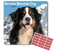 Avonside Bernese Mountain Dog 2027 Calendar with Organisational Stickers