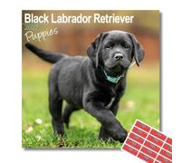 Avonside Black Labrador Puppies 2027 Calendar with Organisational Stickers | 16 Month Square Wall Calendar, Month to View Layout, Marked UK Holidays, High Quality Images, Home or Office Planner, 12x12in
