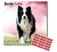 Avonside Border Collie 2027 Square Calendar with Organisational Stickers | 16 Month Square Wall Calendar, Month to View Layout, Marked UK Holidays, High Quality Images, Home or Office Planner, 12x12in