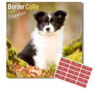 Avonside Border Collie Puppies 2027 Calendar with Organisational Stickers, 16 Month Square Wall Calendar (Sept 2026 - Dec 2027), UK Planner for Dog Lovers, For Home or Office, 11.6 x 11.6 in