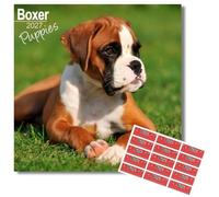Avonside Boxer Puppies 2027 Square Calendar with Organisational Stickers