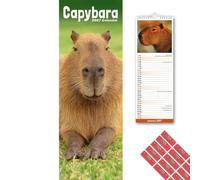 Avonside Capybara 2027 Slimline Calendar with Organisational Stickers | 2027 Wall Calendar, Marked UK Holidays, High Quality Images, Eco-Friendly, Home, Office or Kitchen Planner, 15 x 42 cm