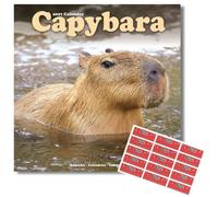 Avonside Capybara 2027 Square Calendar with Organisational Stickers | 16 Month Square Wall Calendar, Month to View Layout, Marked UK Holidays, High Quality Images, Home or Office Planner, 12x12in