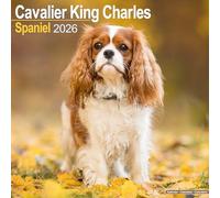 AVONSIDE - Cavalier King Charles Calendar 2026 Square Dog Breed Wall Cal - N3z