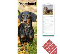 Avonside Dachshund 2027 Slimline Calendar with Organisational Stickers
