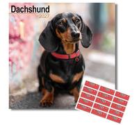 Avonside Dachshund 2027 Square Calendar with Organisational Stickers