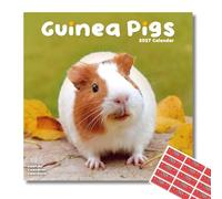Avonside Guinea Pigs 2027 Calendar with Organisational Stickers, 16 Month Square Wall Calendar (Sept 2026 - Dec 2027), UK Planner with Guinea Pigs, For Pet Lovers, Home or Office, 11.6 x 11.6 in