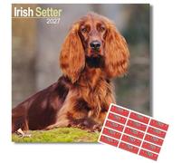 Avonside Irish Setter 2027 Square Calendar with Organisational Stickers