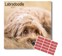 Avonside Labradoodle 2027 Square Calendar with Organisational Stickers