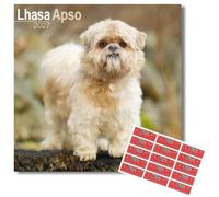 Avonside Lhasa Apso 2027 Square Calendar with Organisational Stickers
