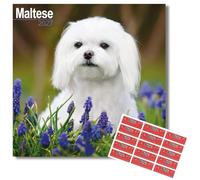 Avonside Maltese 2027 Square Calendar with Organisational Stickers | 16 Month Square Wall Calendar, Month to View Layout, Marked UK Holidays, High Quality Images, Home or Office Planner, 12x12in