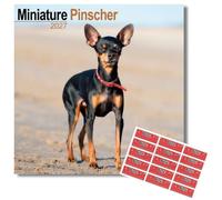 Avonside Miniature Pinscher 2027 Calendar with Organisational Stickers