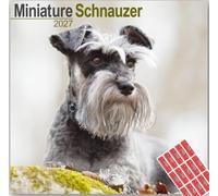 Avonside Miniature Schnauzer 2027 Calendar with Organisational Stickers