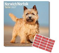 Avonside Norwich and Norfolk Terrier 2027 Square Calendar with Stickers