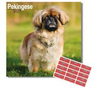 Avonside Pekingese 2027 Square Calendar with Organisational Stickers