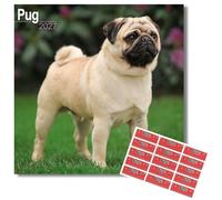 Avonside Pug 2027 Square Calendar with Organisational Stickers