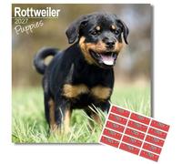Avonside Rottweiler Puppies 2026-2027 Calendar with Organisational Stickers, 16 Month Square Wall Calendar (Sept 2026 - Dec 2027), UK Planner for Dog Lovers, Home or Office, 11.6 x 11.6 in