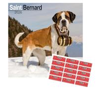 Avonside Saint Bernard 2027 Calendar with Organisational Stickers, 16 Month Square Wall Calendar (Sept 2026 - Dec 2027), UK Planner for Dog Lovers, Home or Office, 11.6 x 11.6 in