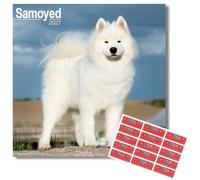 Avonside Samoyed 2027 Square Calendar with Organisational Stickers